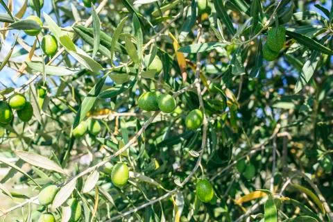 Olive tree in a park Stock Photos