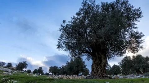 Olive tree with passing clouds time lapse; Jerusalem 4K Stock Footage 153888434