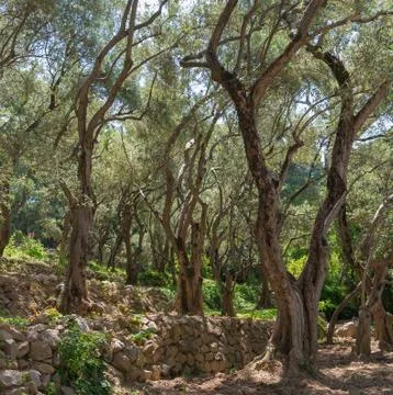 Olive-tree path in Nikitsky Botanical Garden (one oldest botanical gardens Stock Photos