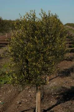 Olive tree Foto stock