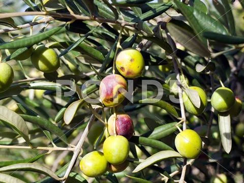 Olive tree Stock Photos