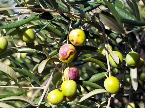 Olive tree Stock Photos