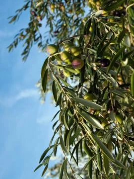 Olive tree 库存照片