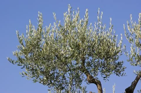 Olive tree Foto stock