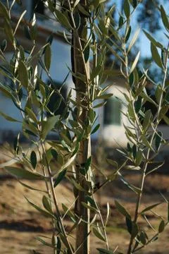 Olive tree Stock Photos