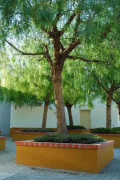 Olive tree Stock Photos