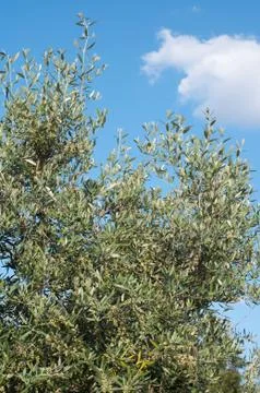 Olive tree Stock Photos