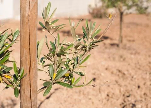 Olive tree Stock Photos