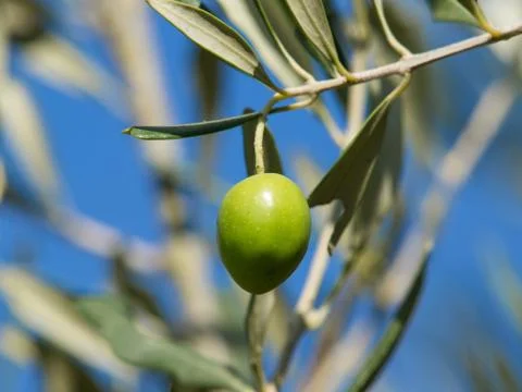 Olive tree Stock Photos