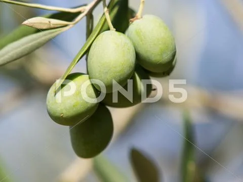 Olive tree Stock Photos
