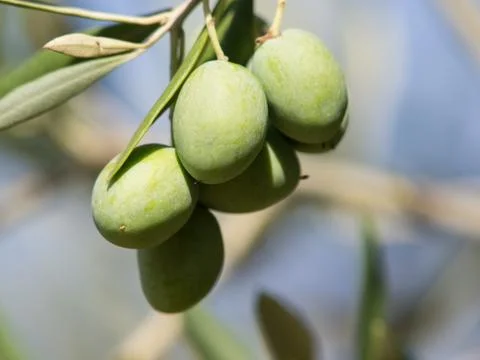 Olive tree Stock Photos
