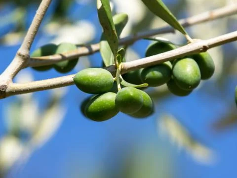 Olive tree Stock Photos