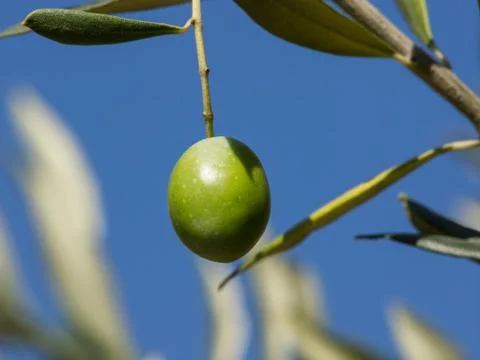 Olive tree Stock Photos