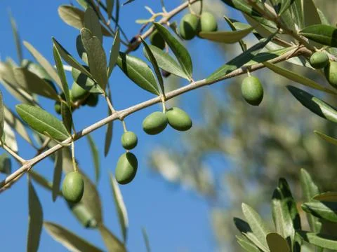 Olive tree Stock Photos