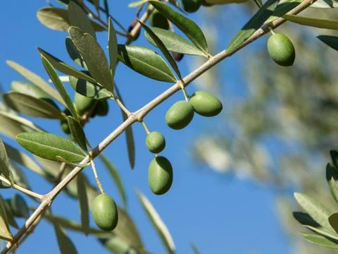 Olive tree Stock Photos
