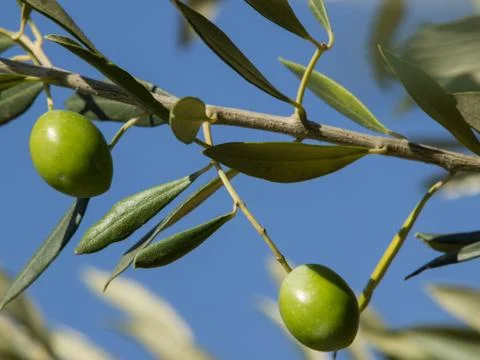 Olive tree Stock Photos