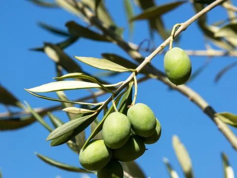 Olive tree Stock Photos