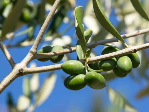Olive tree Stock Photos