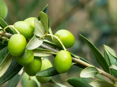 Olive tree Stock Photos