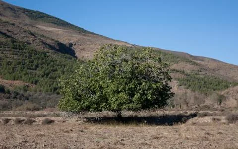 Olive tree Stock Photos