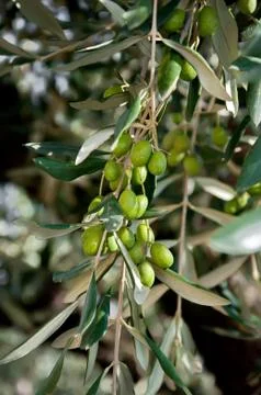 Olive tree Stock Photos