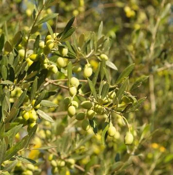 Olive tree Stock Photos