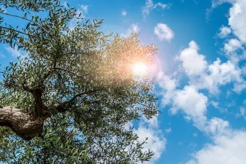 Olive tree Stock Photos
