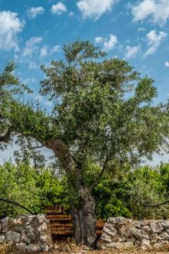 Olive tree Foto stock