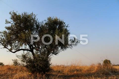 Olive tree Stock Photos