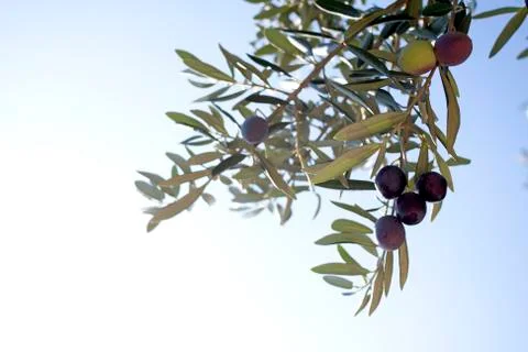 Olive tree Stock Photos