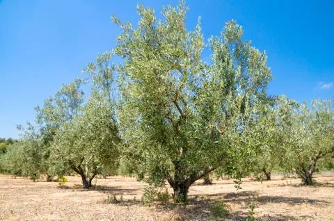 Olive tree Stock Photos