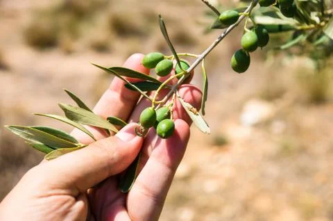 Olive tree Stock Photos