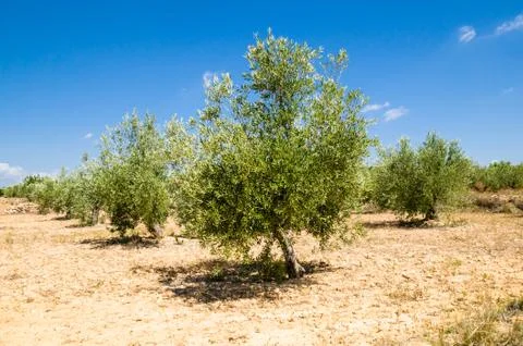 Olive tree Stock Photos