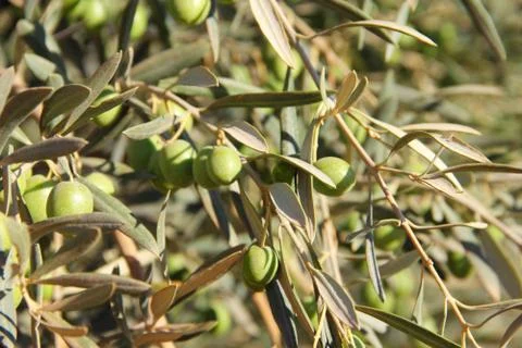 Olive tree 库存照片