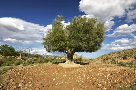 Olive Tree Foto stock