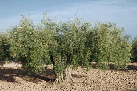 Olive tree Stock Photos