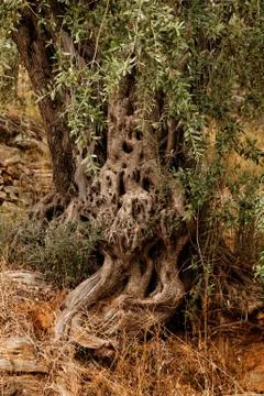 Olive tree Stock Photos