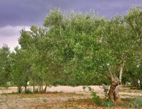 Olive tree Stock Photos