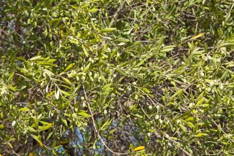 Olive tree 库存照片