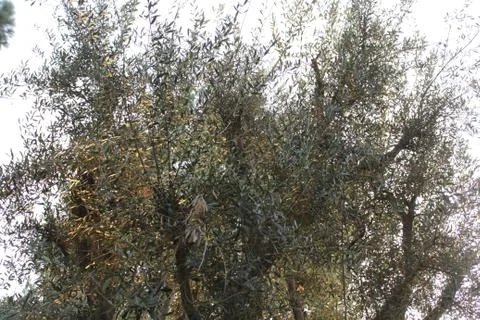Olive tree 스톡 사진