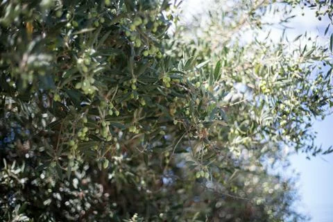 Olive tree Stock Photos