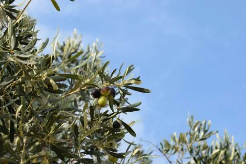 Olive Tree Stock Photos