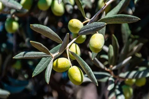 Olive tree Stock Photos