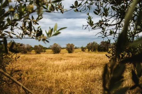 Olive tree Stock Photos