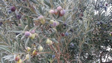 Olive tree Stock Photos