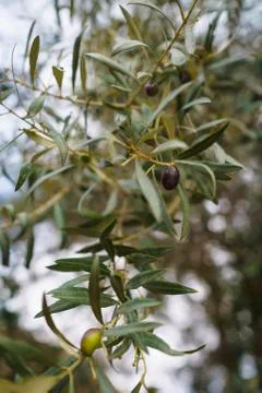 Olive tree Stock Photos