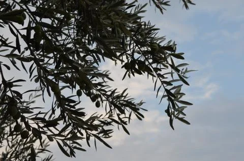 Olive tree Stock Photos