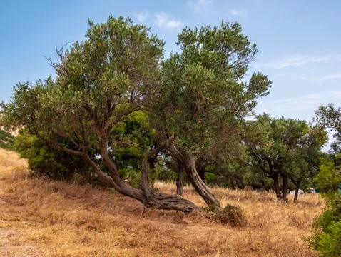 Olive Tree Stock Photos
