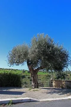 Olive Tree Stock Photos