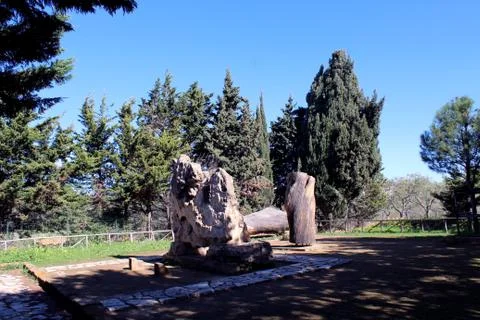 Olive tree Stock Photos